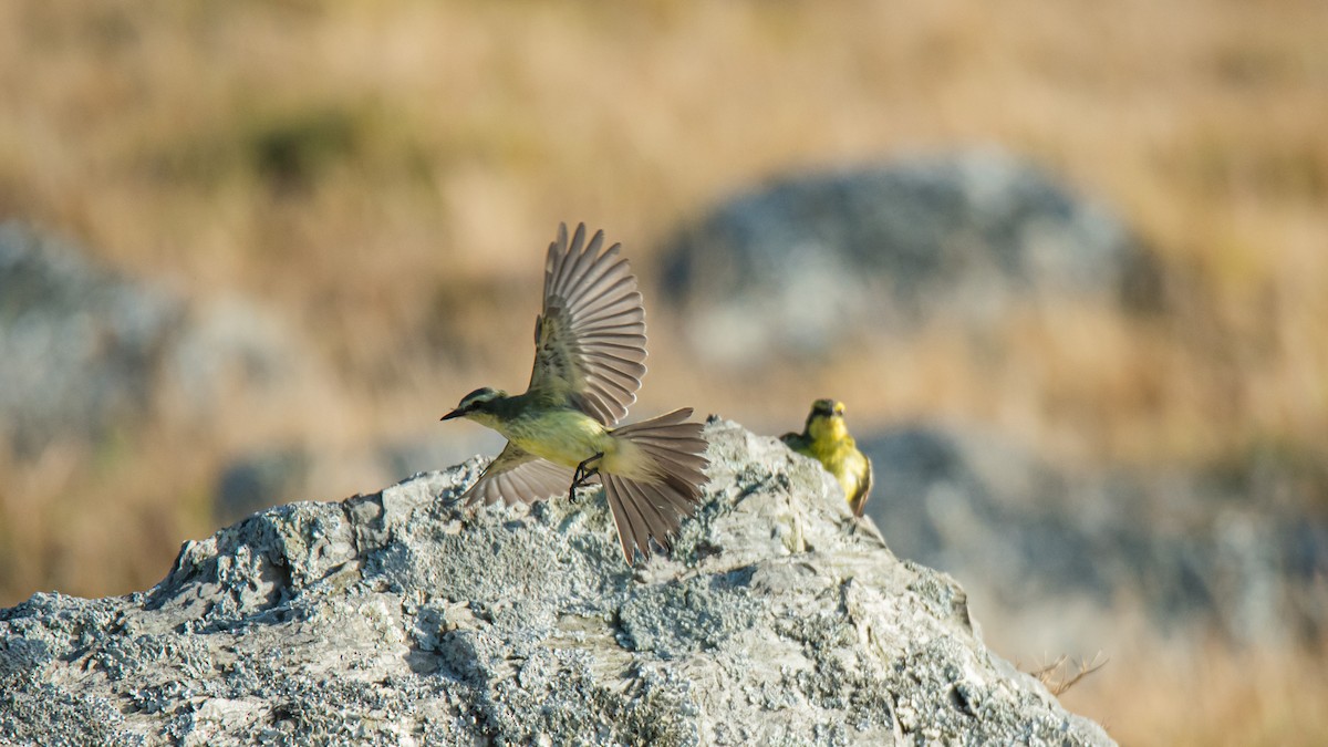 Yellow-browed Tyrant - ML633214072