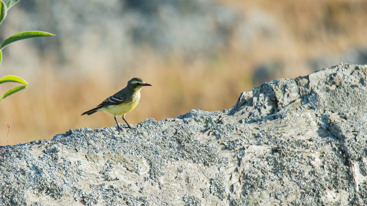 Yellow-browed Tyrant - ML633214073