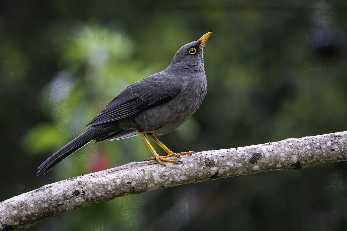 Great Thrush - Sandy & Bob Sipe