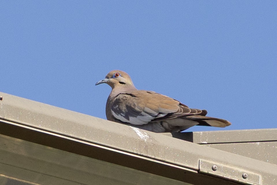 White-winged Dove - ML633214157
