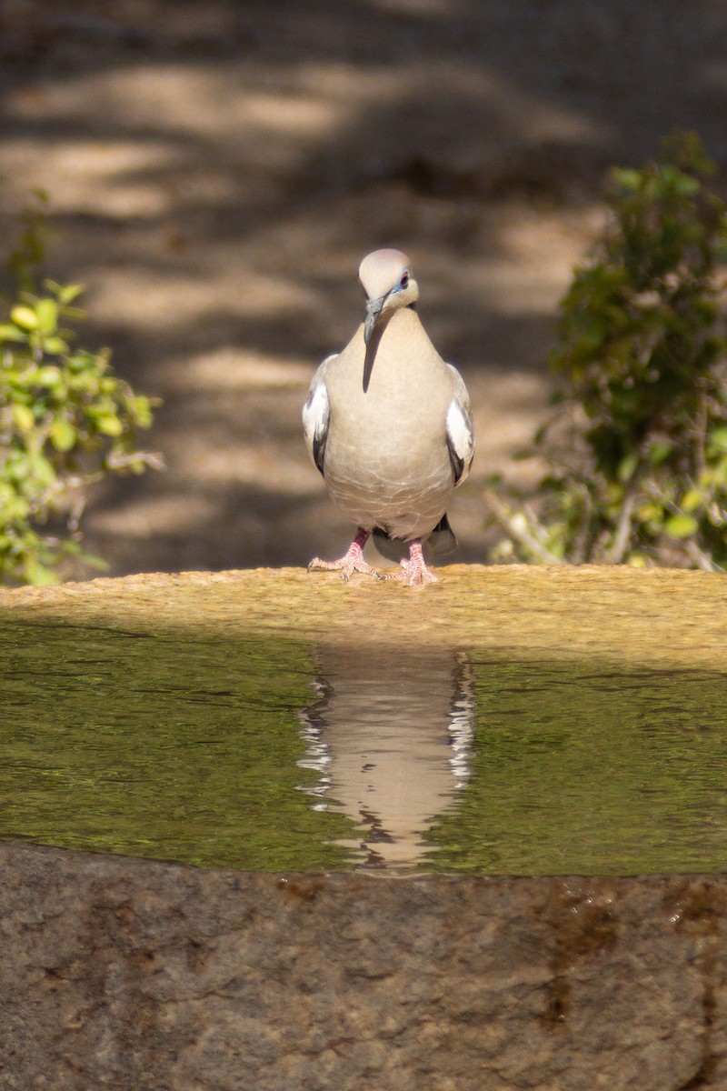 White-winged Dove - ML633214158