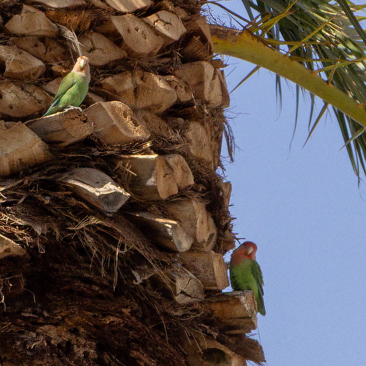 Rosy-faced Lovebird - ML633214161