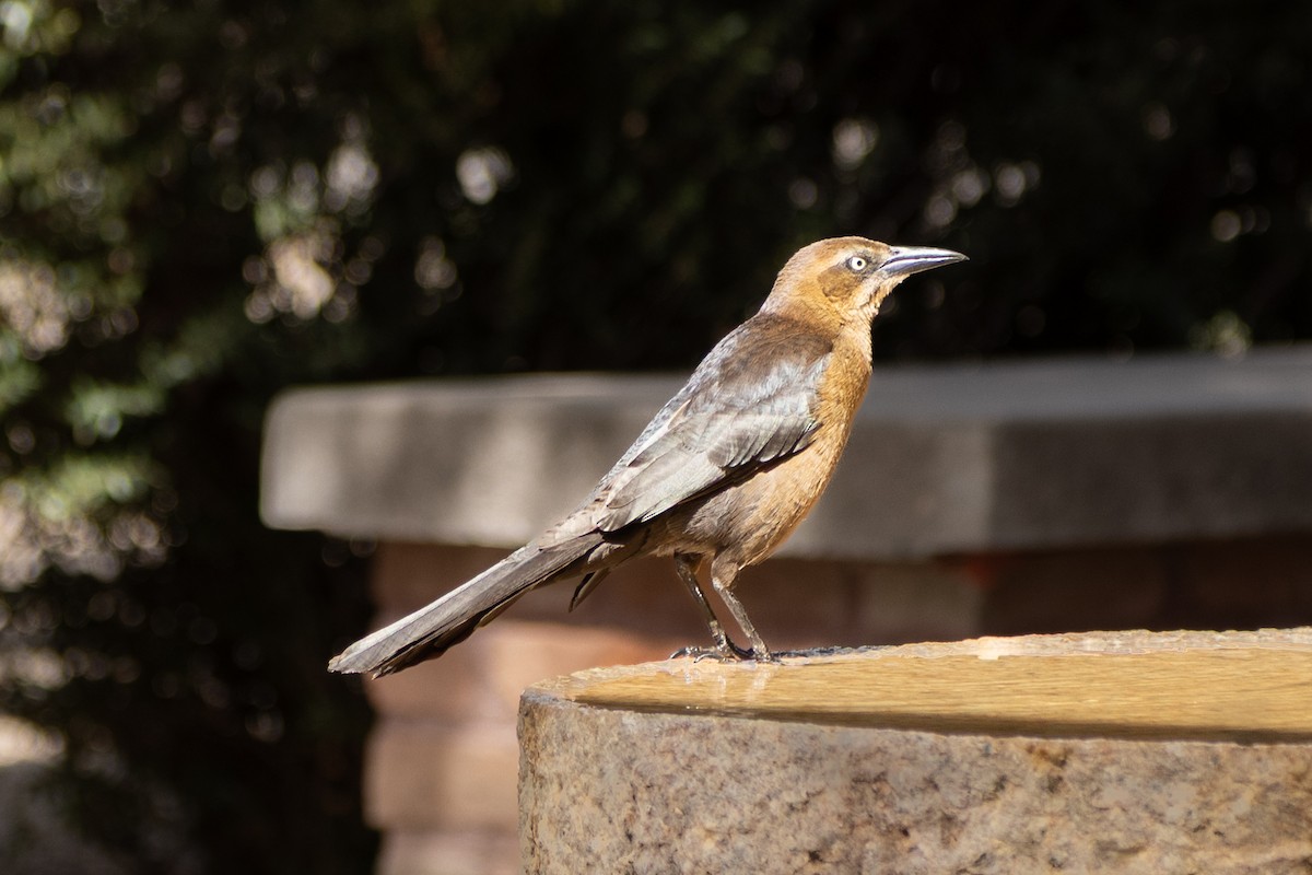 Great-tailed Grackle - ML633214172
