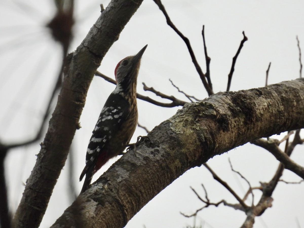 Stripe-breasted Woodpecker - ML633214297