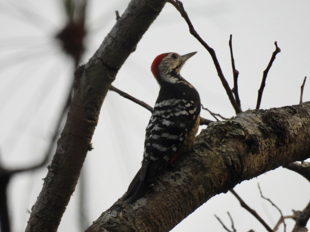 Stripe-breasted Woodpecker - ML633214298