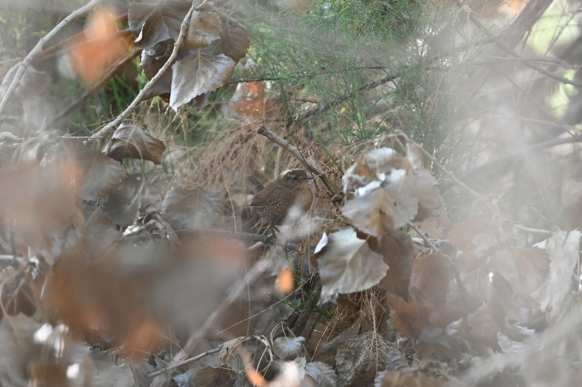 Winter Wren - ML633214358