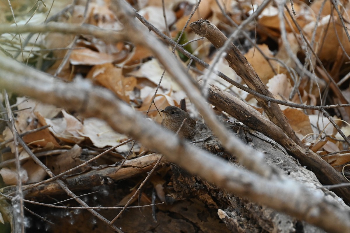 Winter Wren - ML633214359