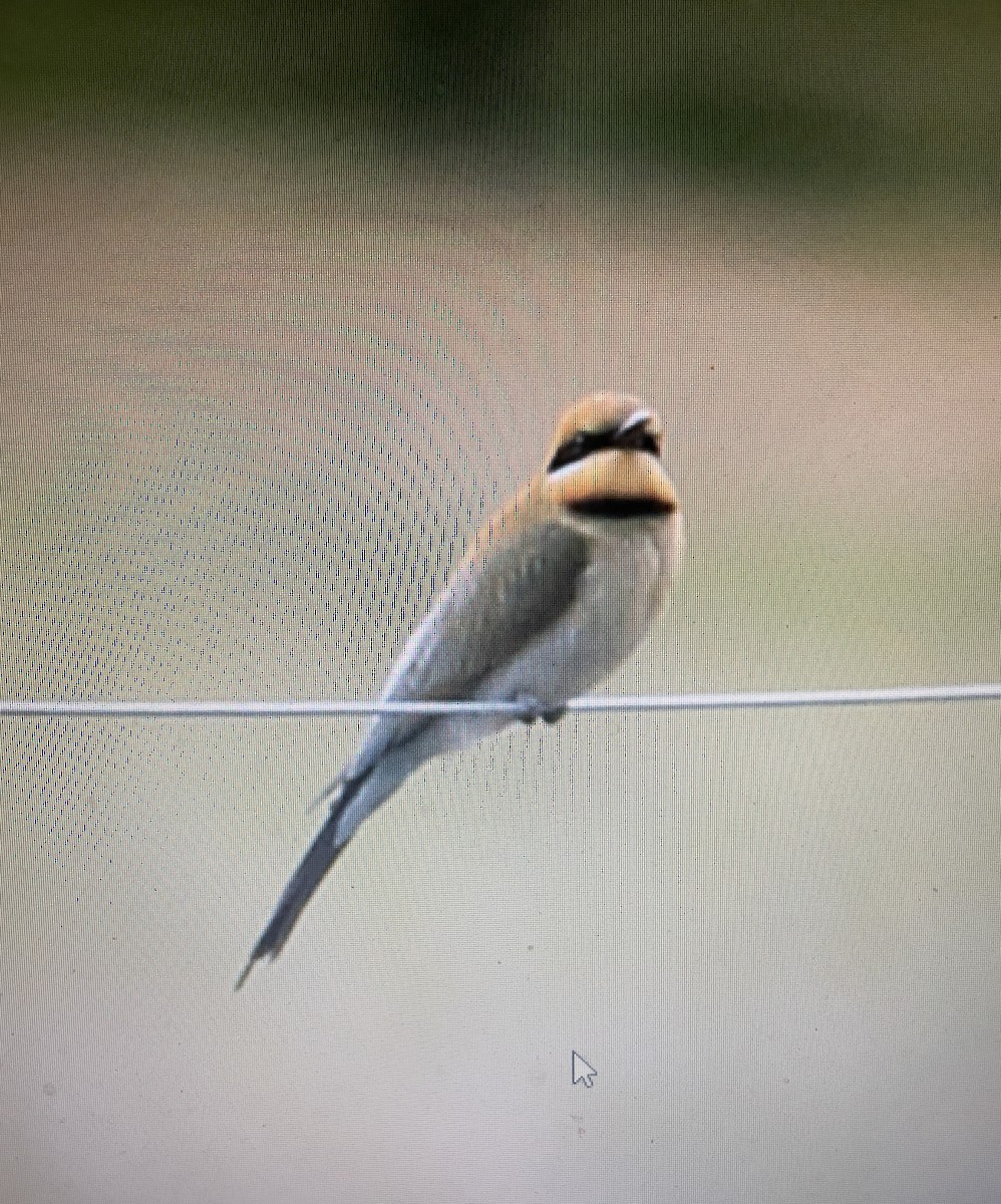 ハチクイ - ML633214552