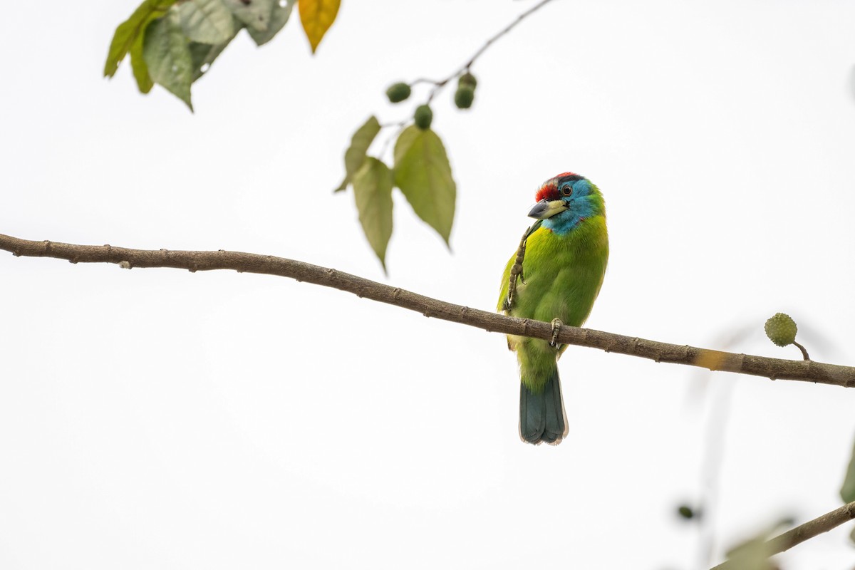 Blue-throated Barbet - Deepak Budhathoki 🦉