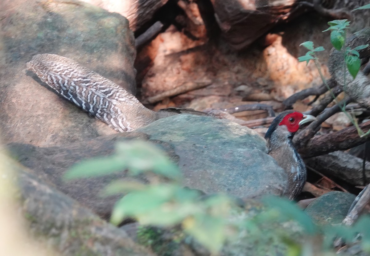 Silver Pheasant - ML633214647