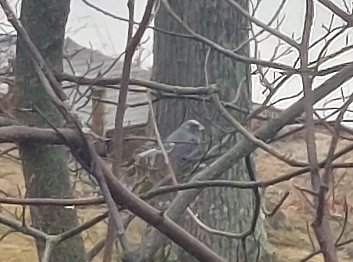 Dark-eyed Junco - ML633214678