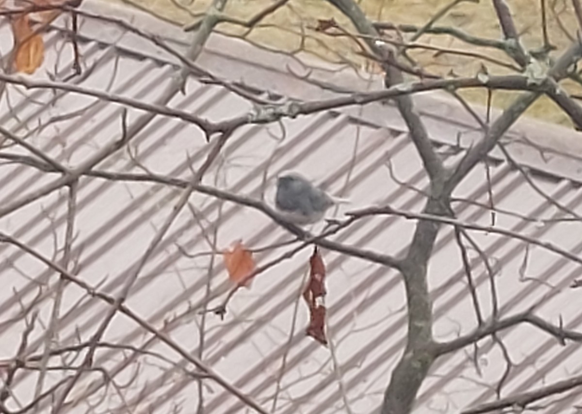 Dark-eyed Junco - ML633214679