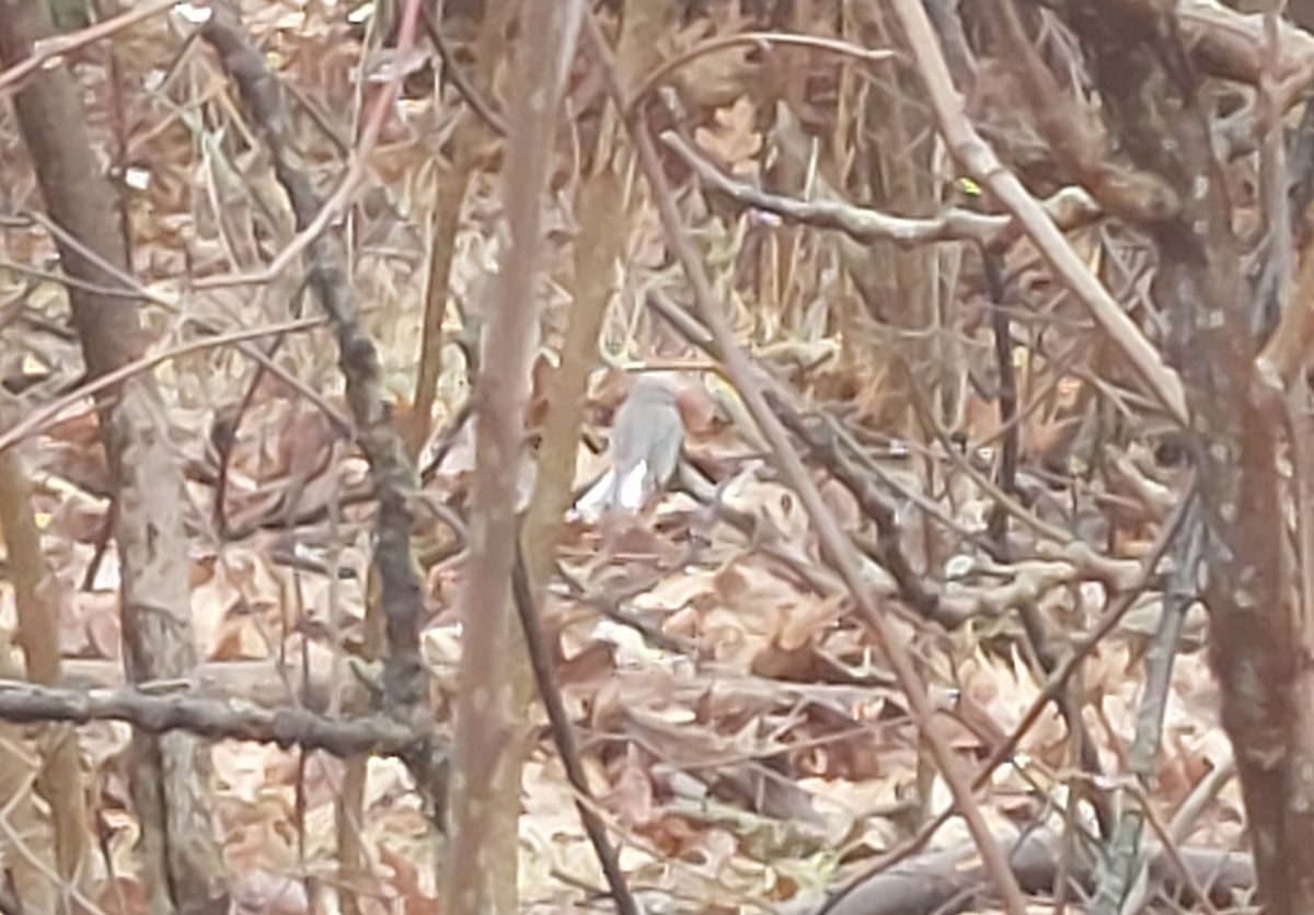Dark-eyed Junco - ML633214680
