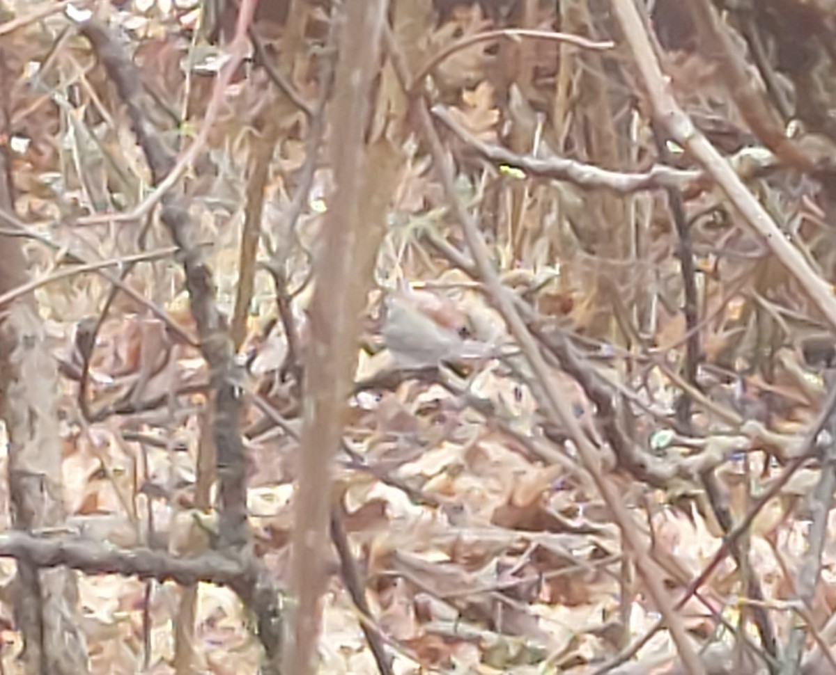 Dark-eyed Junco - ML633214681
