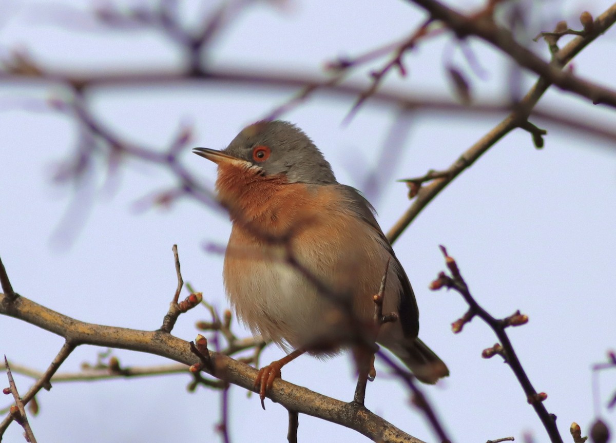 Western Subalpine Warbler - ML633215248