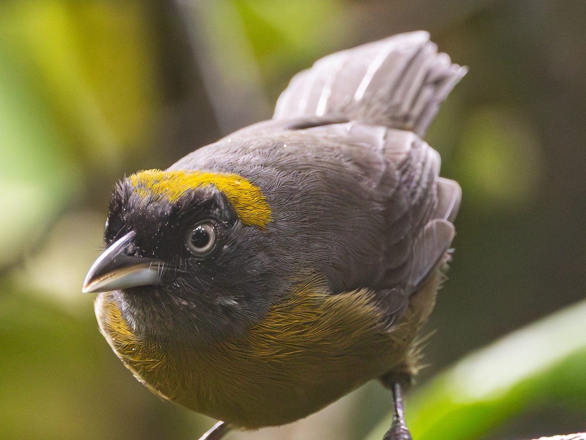 Dusky-faced Tanager - ML633215341