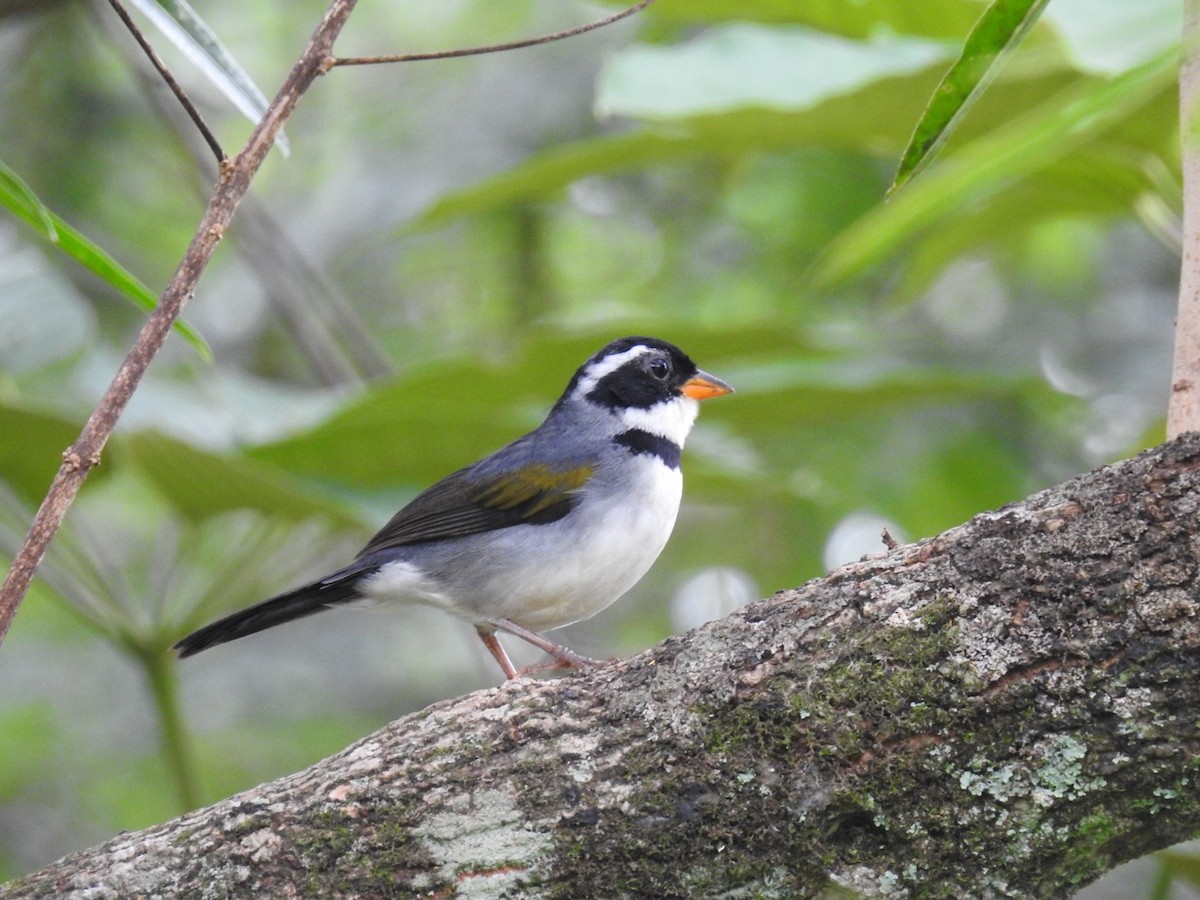 Saffron-billed Sparrow (Gray-backed) - ML633215481