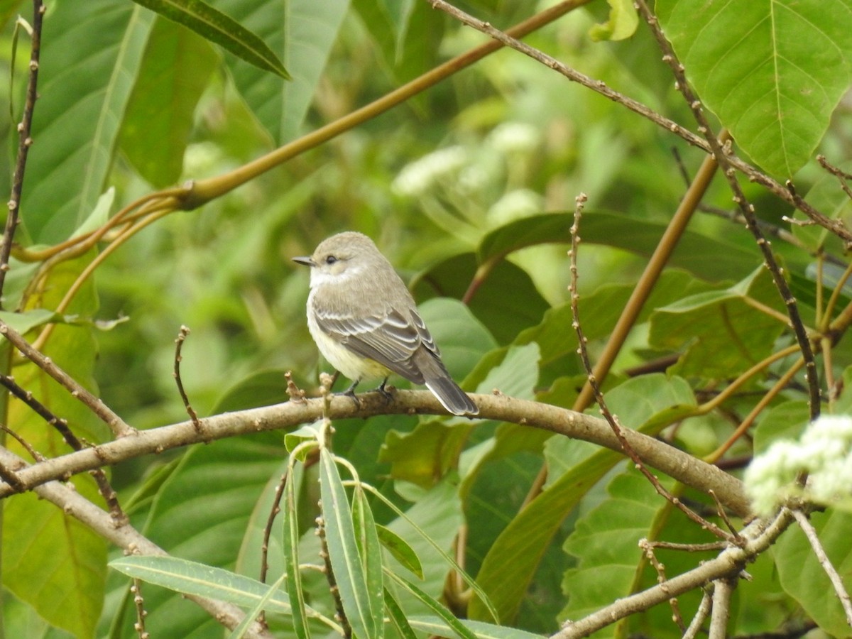Vermilion Flycatcher (Austral) - ML633215514