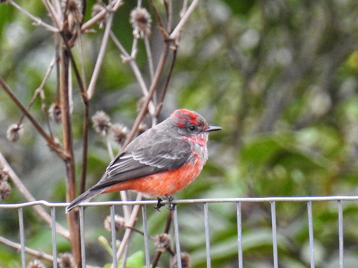Vermilion Flycatcher (Austral) - ML633215515