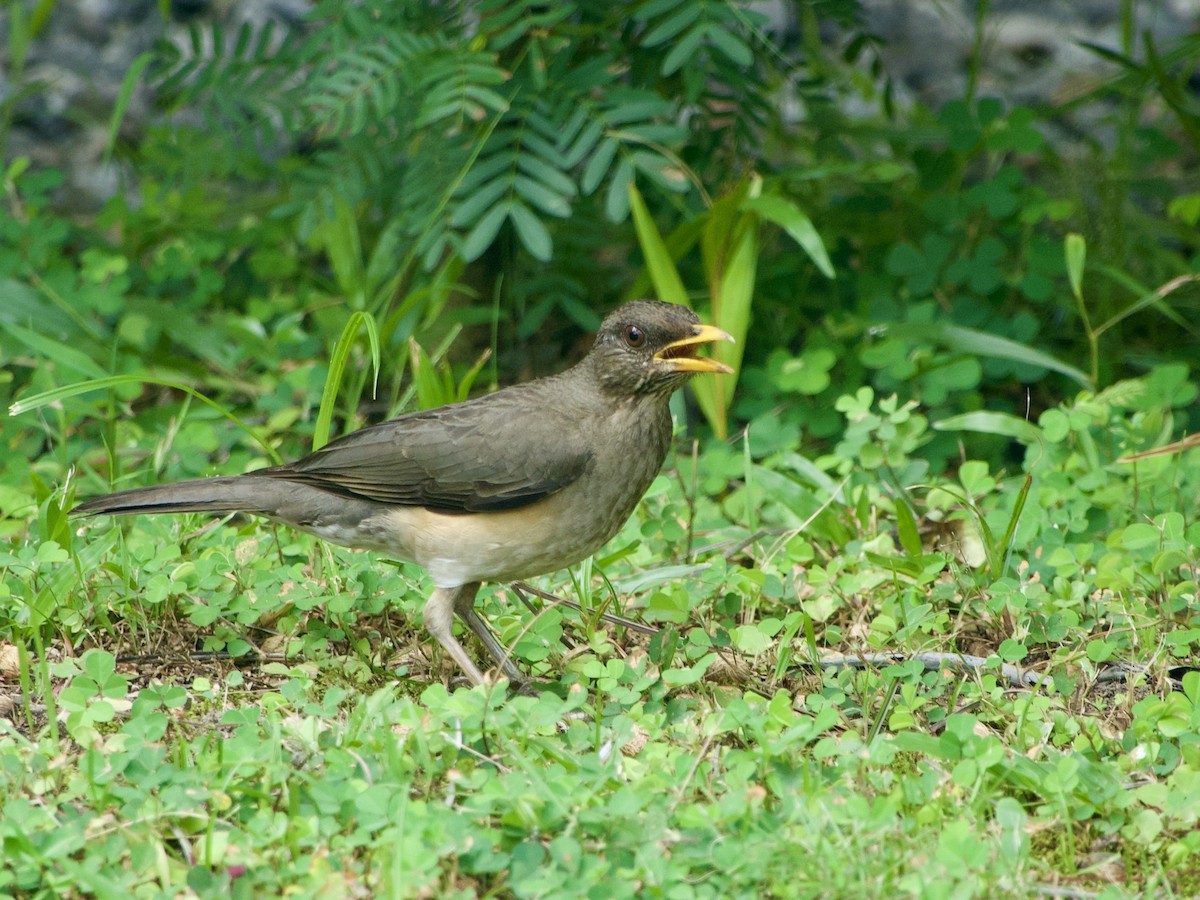 African Thrush - ML633215538