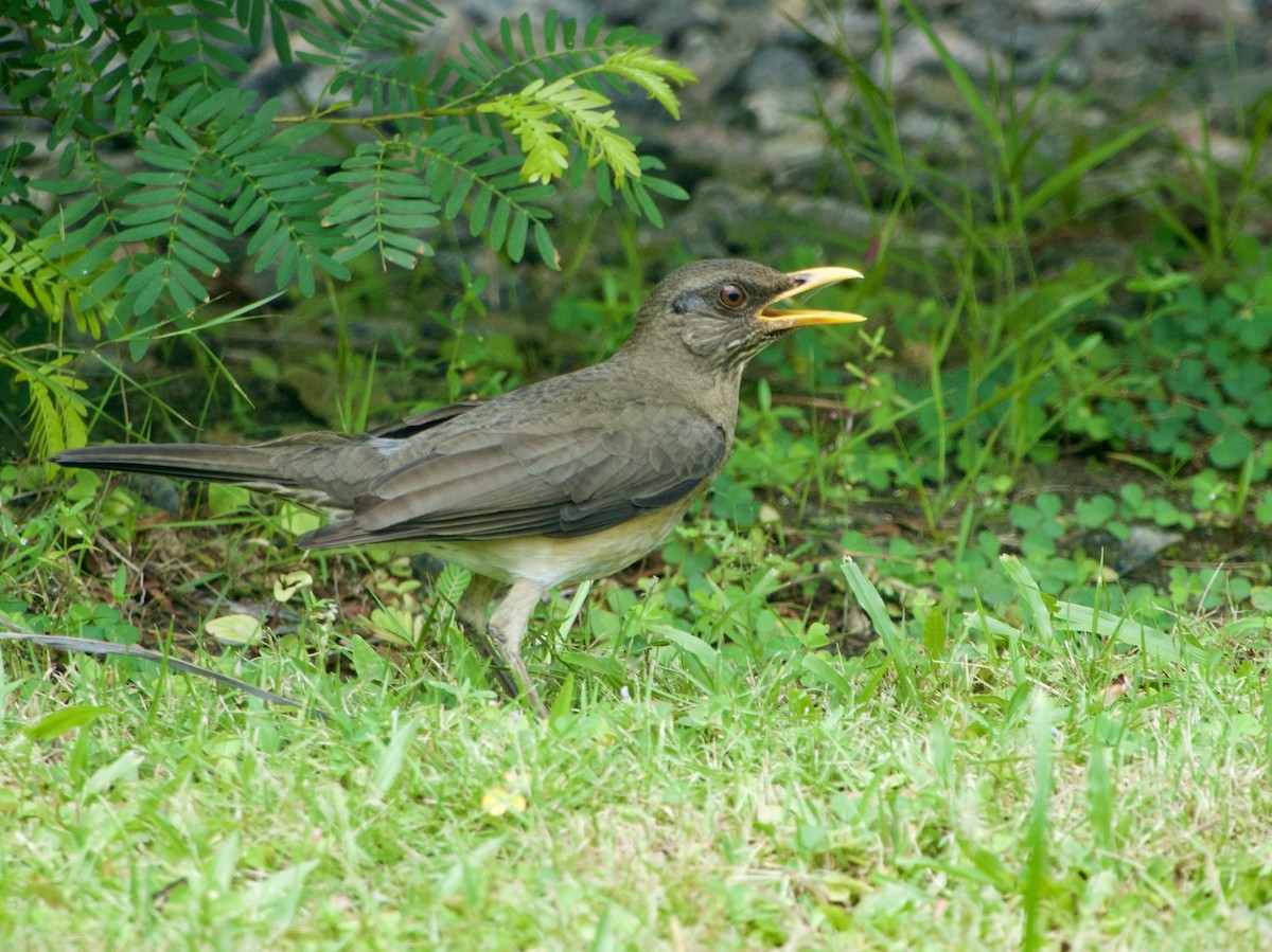 African Thrush - ML633215539