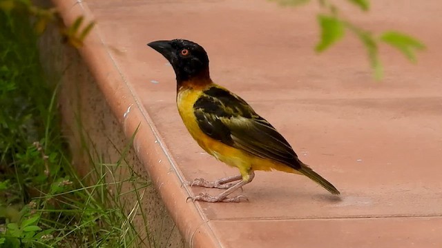 Village Weaver - ML633215551