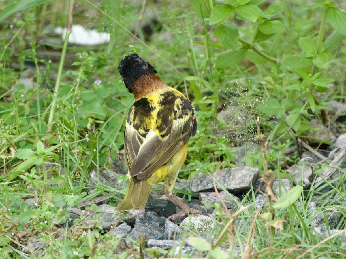 Village Weaver - ML633215556