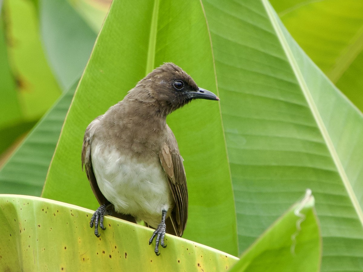 Common Bulbul - ML633215570