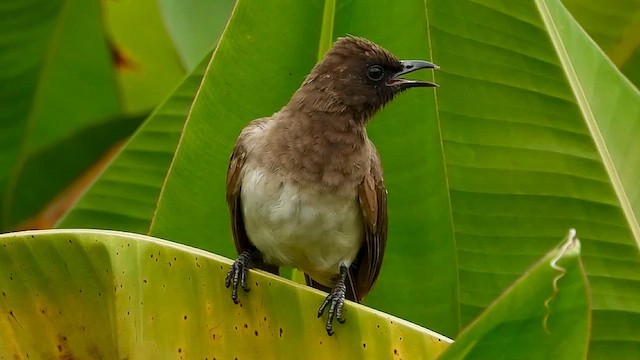 Common Bulbul - ML633215572