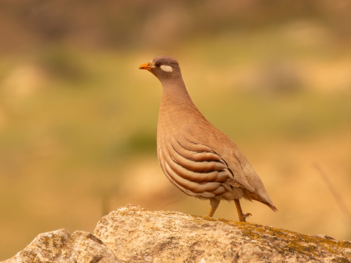 Sand Partridge - ML633215737