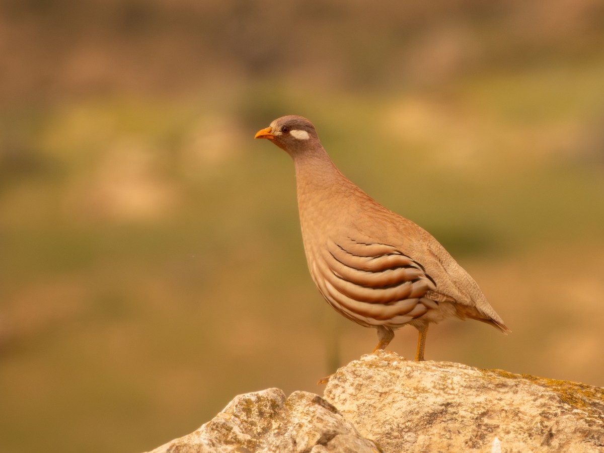 Sand Partridge - ML633215738