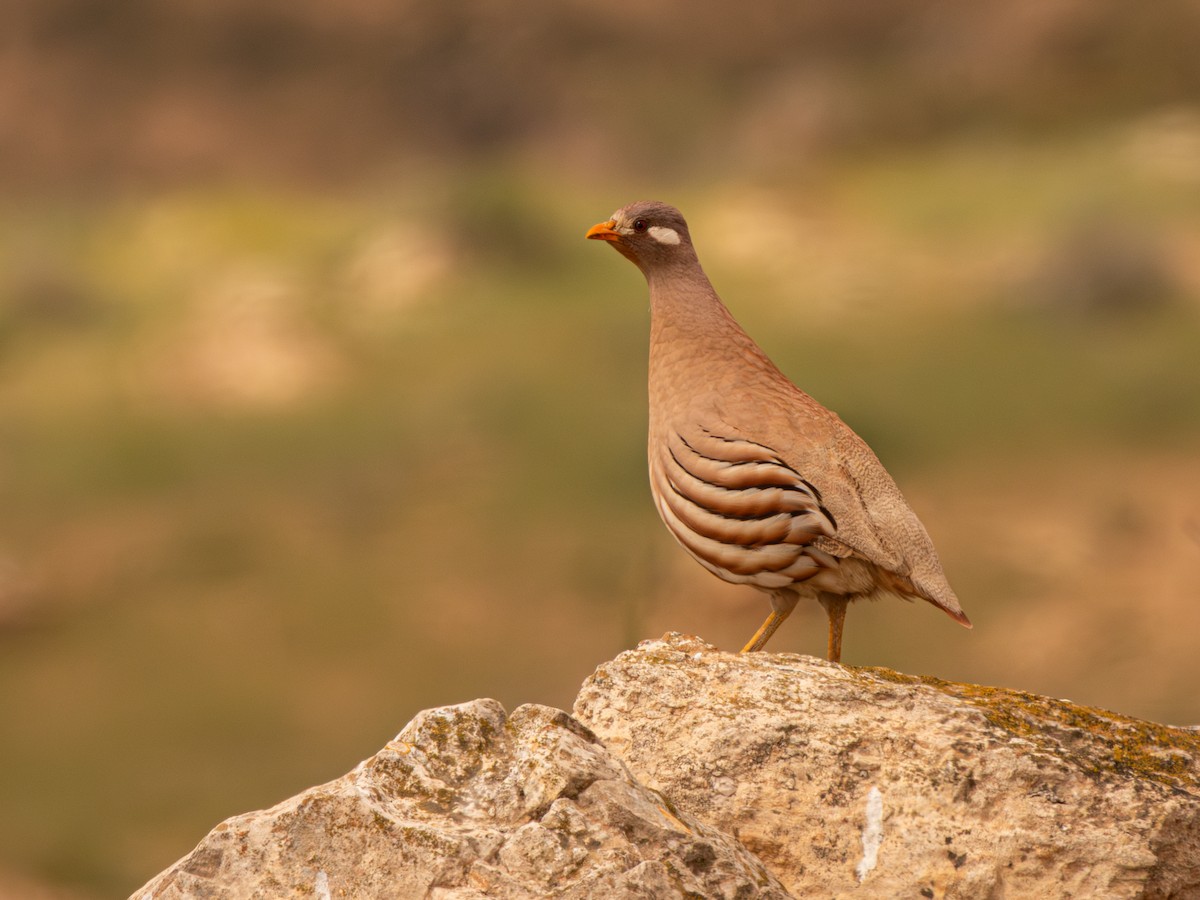 Sand Partridge - ML633215739