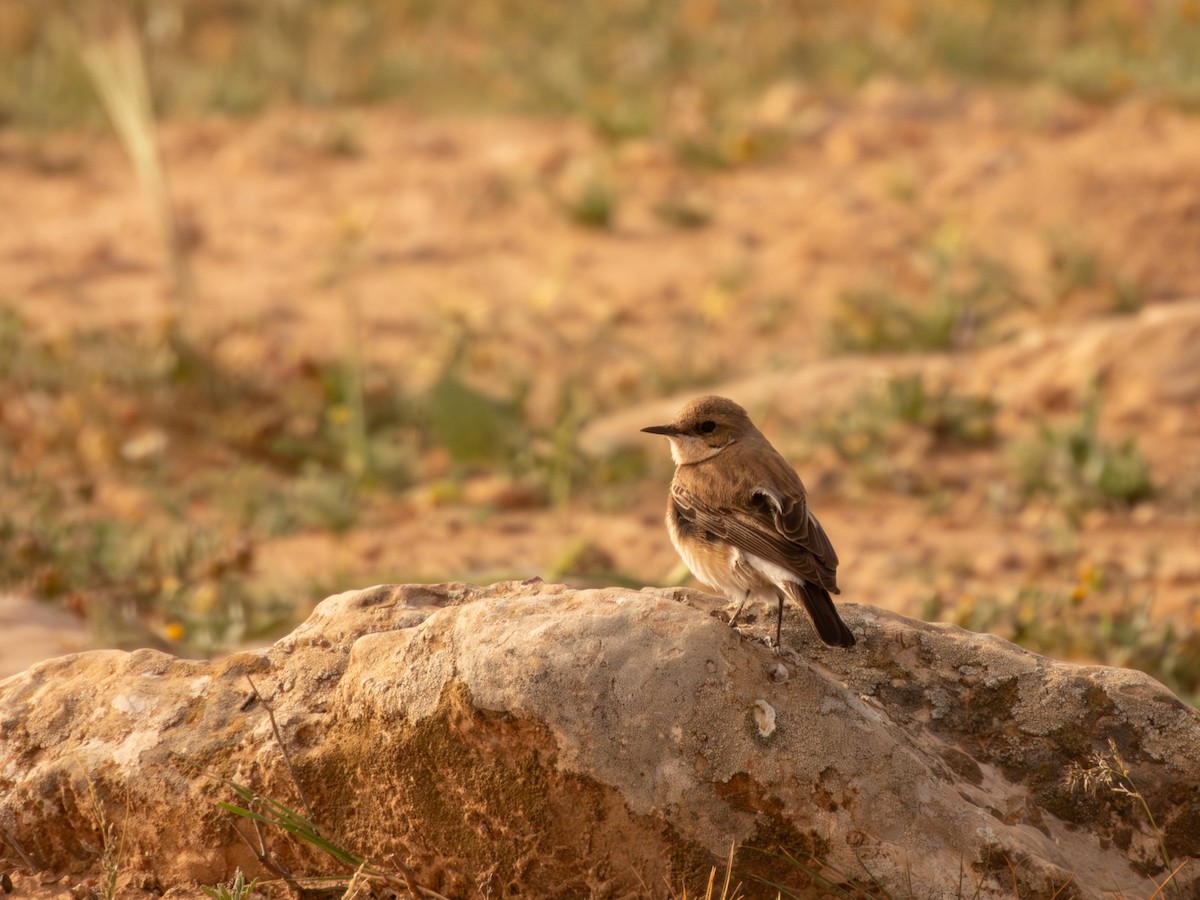 Eastern Black-eared Wheatear - ML633215762
