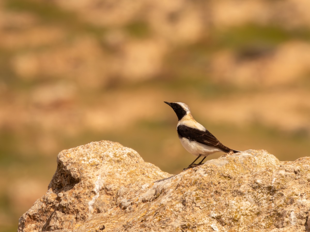 Eastern Black-eared Wheatear - ML633215763