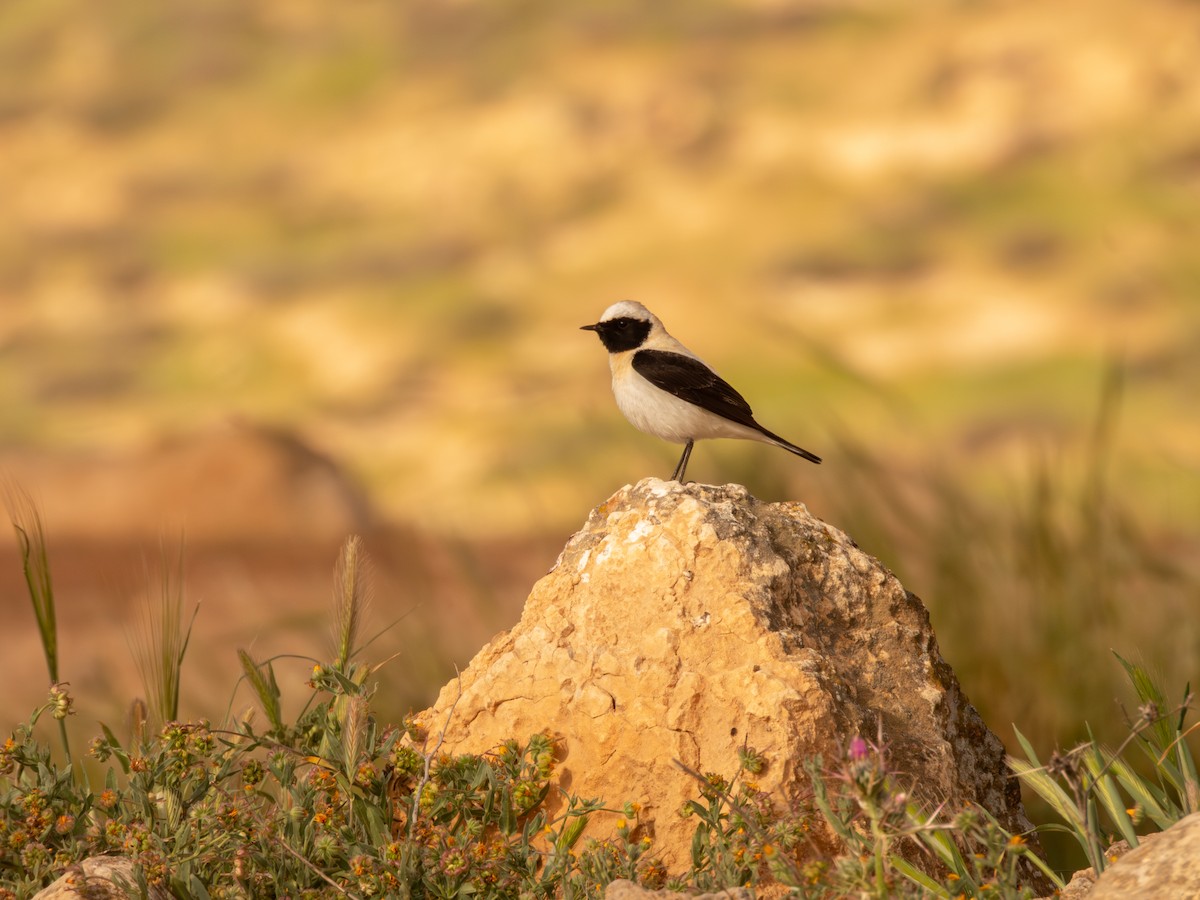 Eastern Black-eared Wheatear - ML633215764