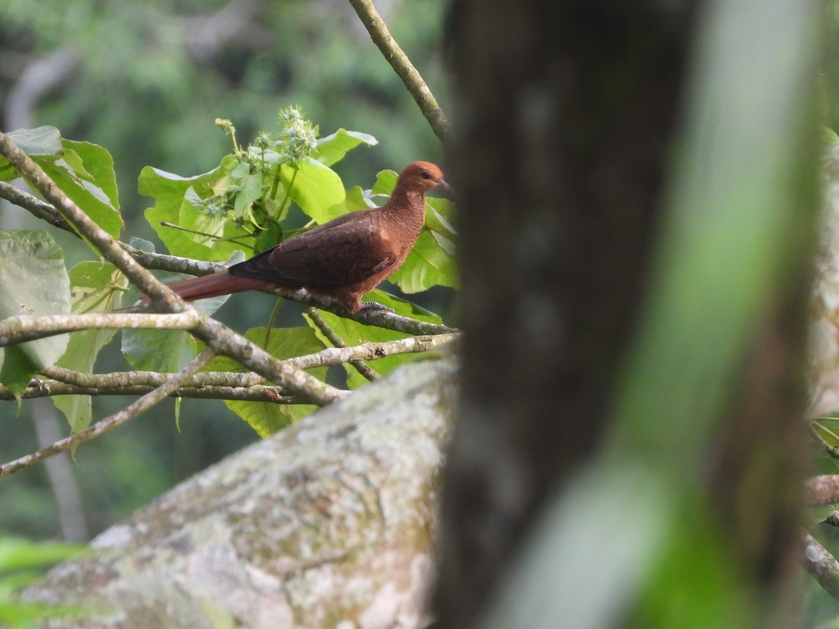 Ruddy Cuckoo-Dove - ML633215813