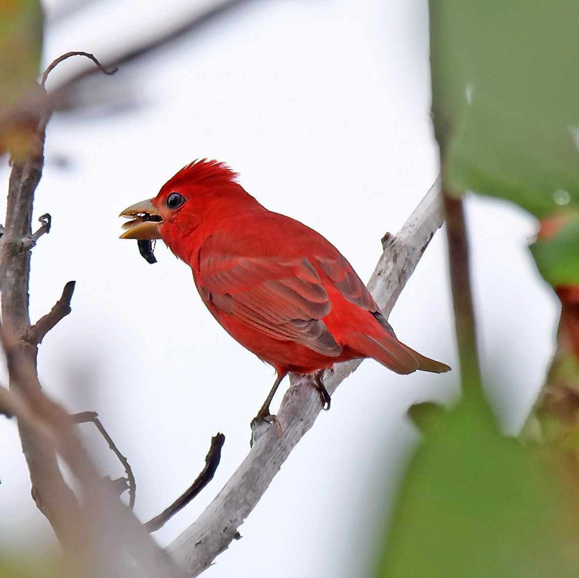 Summer Tanager - ML633215919