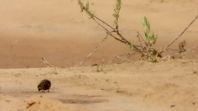 Quailfinch - ML633216049