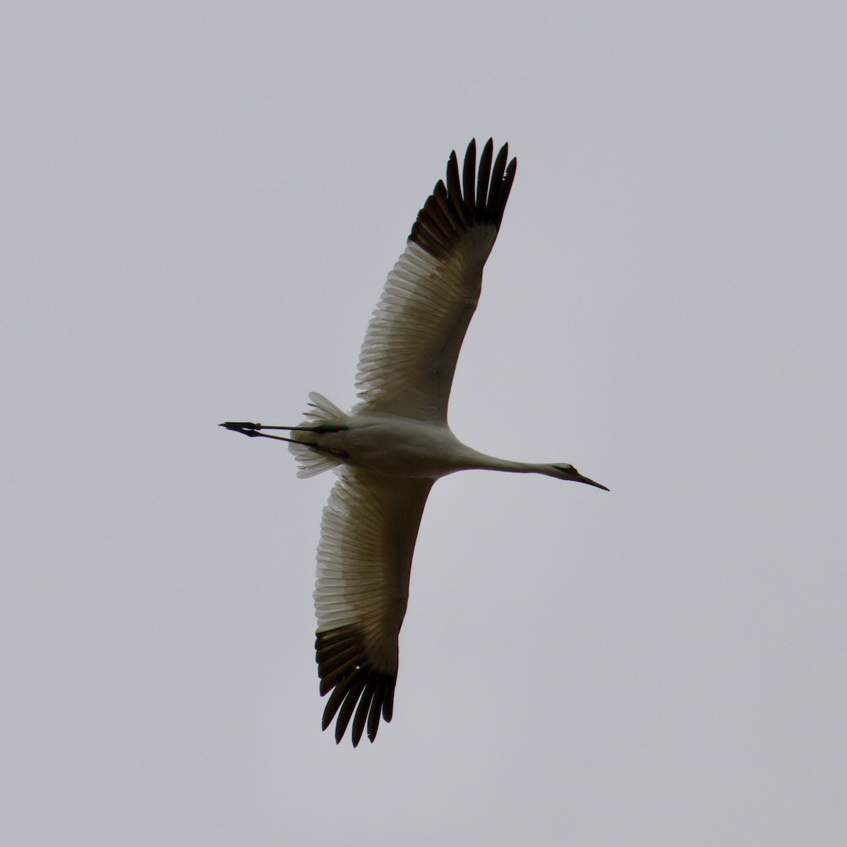Whooping Crane - ML633216094
