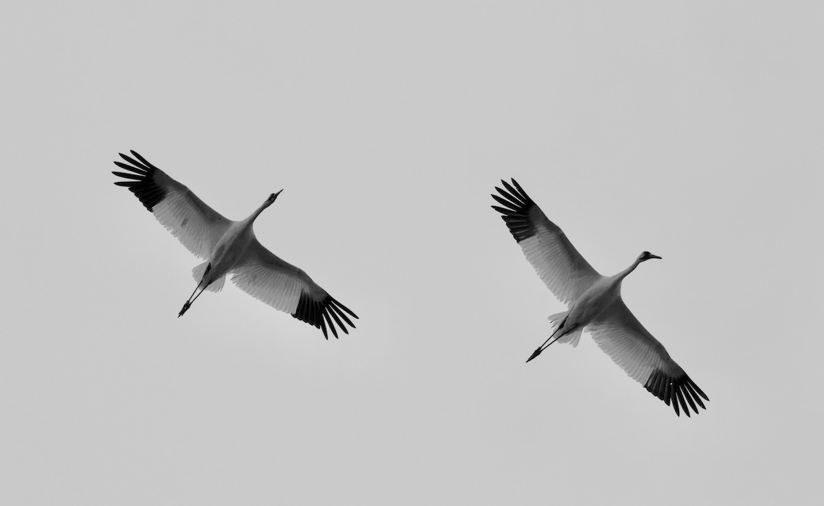 Whooping Crane - ML633216095