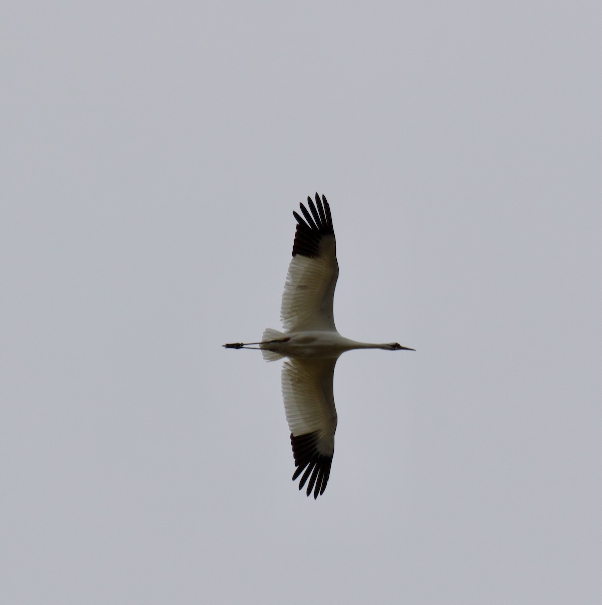 Whooping Crane - ML633216096