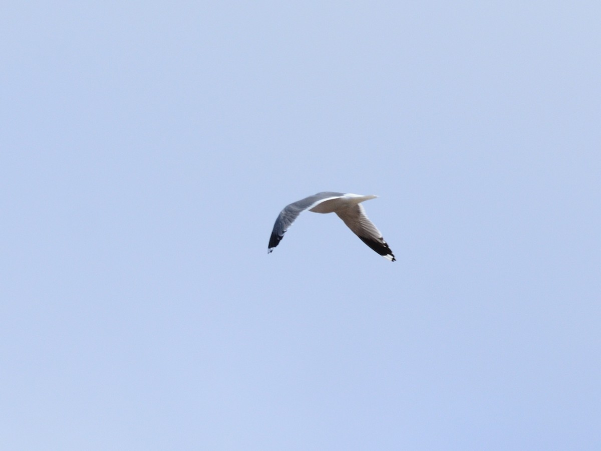 Common Gull (Russian) - ML633216183