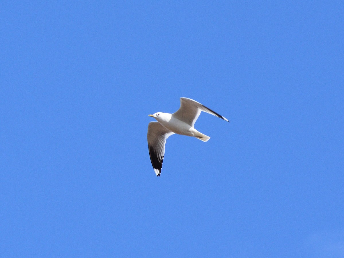 Common Gull (Russian) - ML633216187