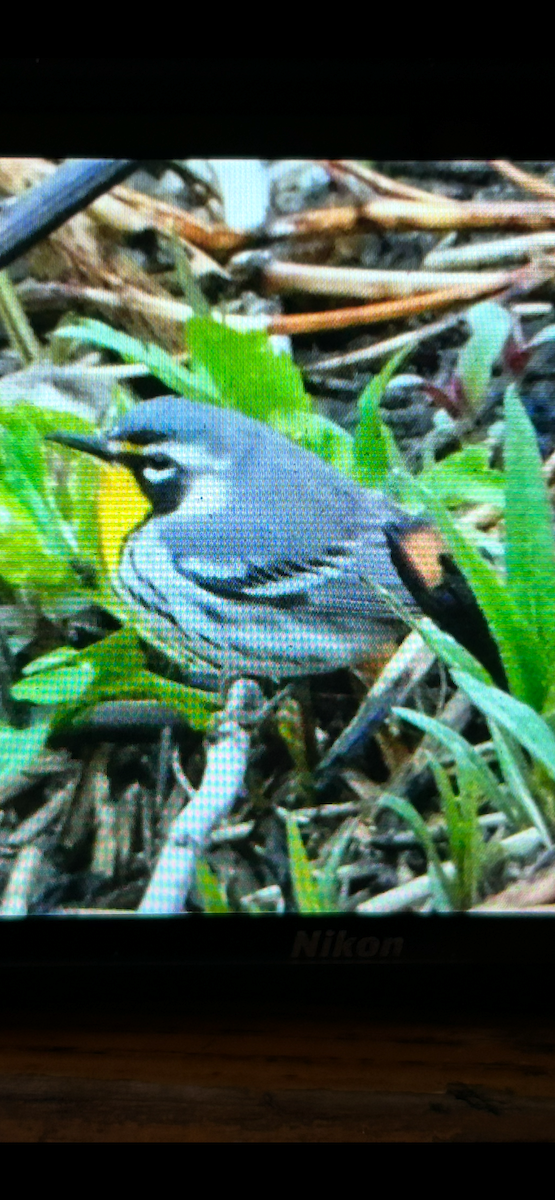 סבכון צהוב-גרון - ML633216203