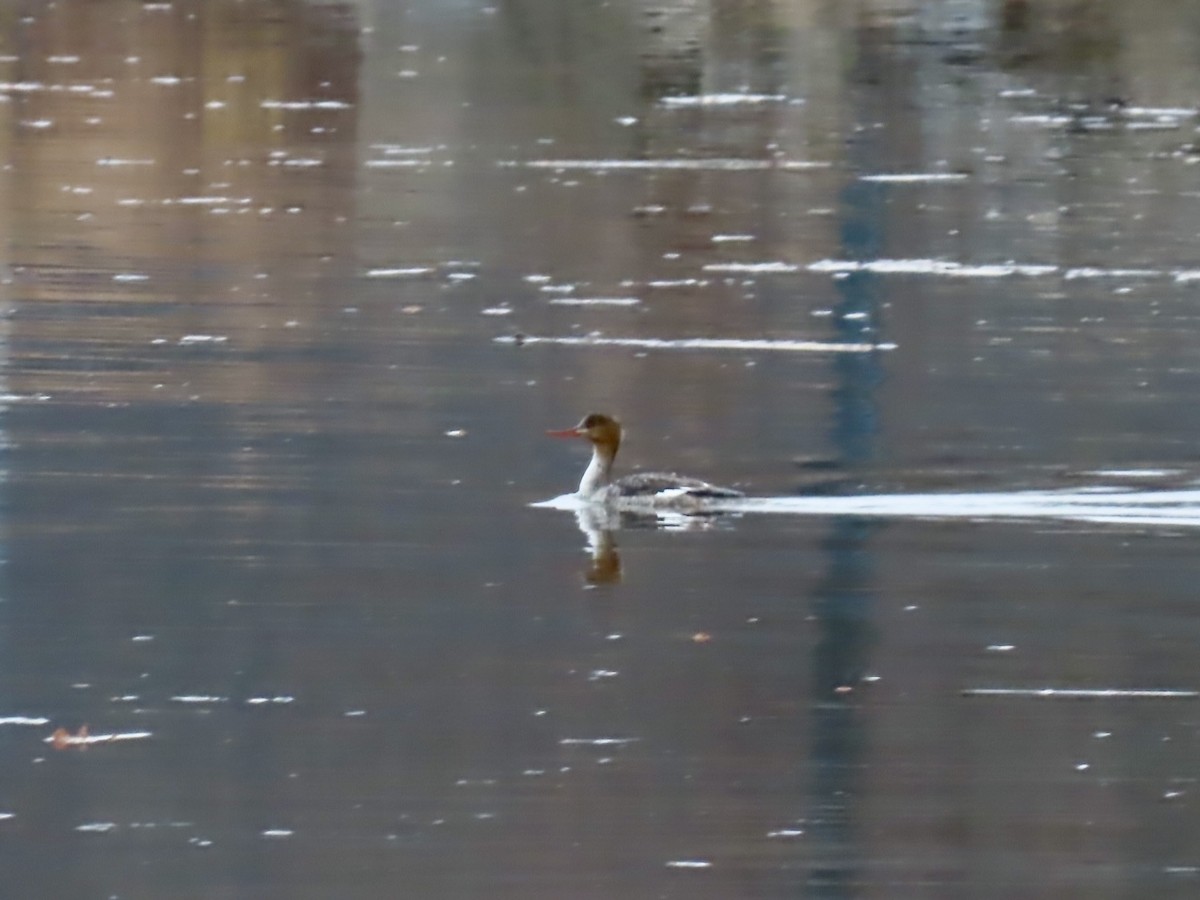 Smergo minore - ML633216233