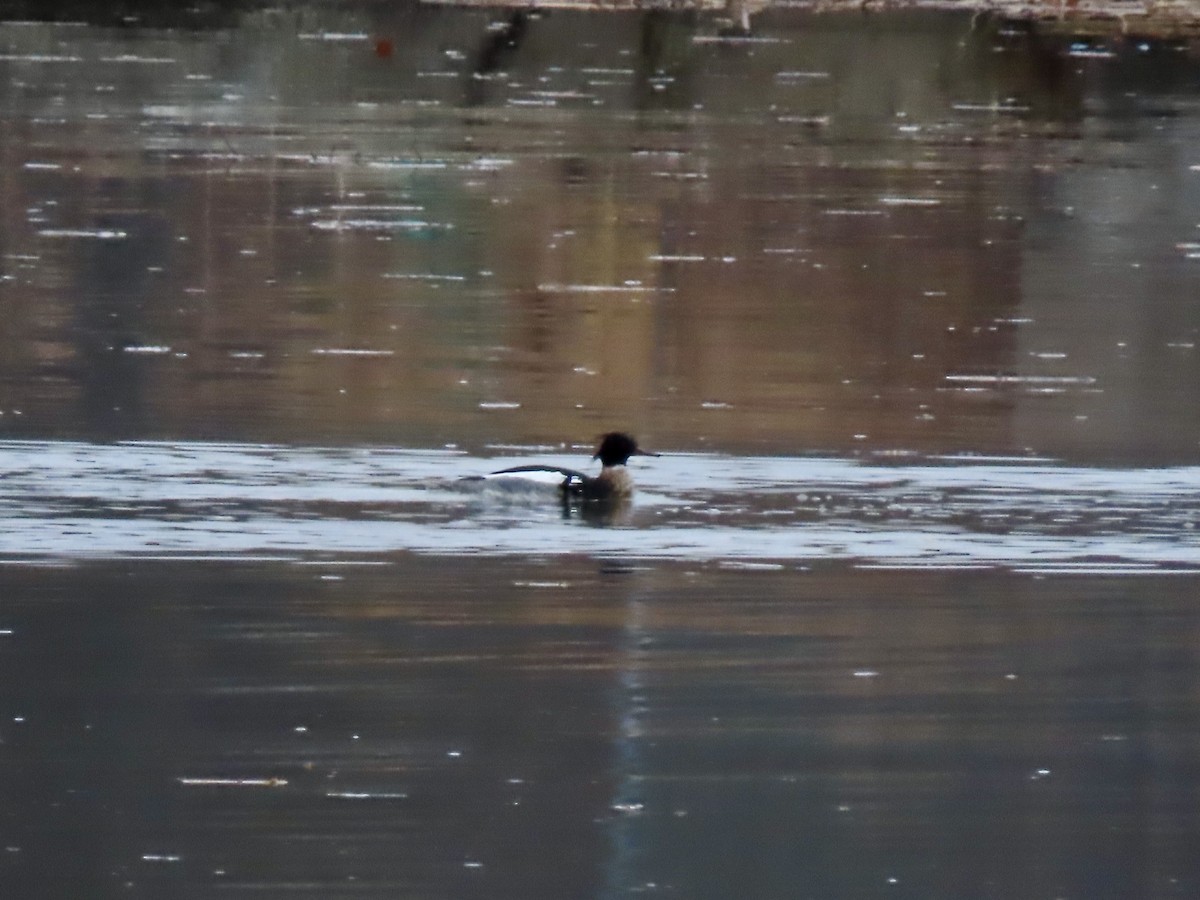 Smergo minore - ML633216234