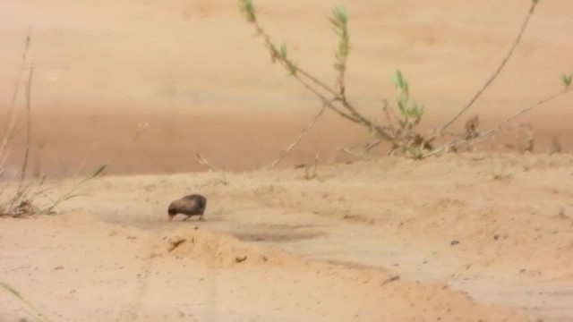 Quailfinch - ML633216269