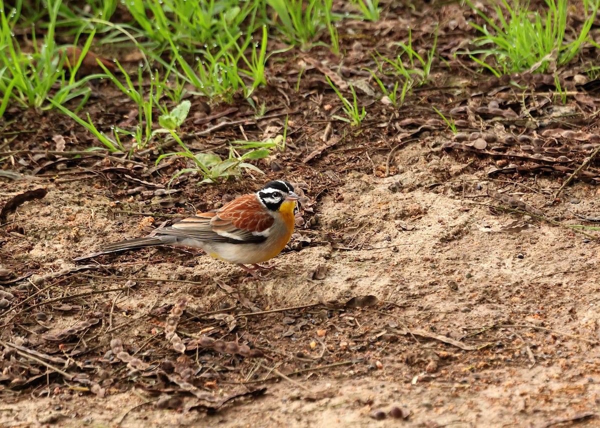 Bruant à poitrine dorée - ML633216319