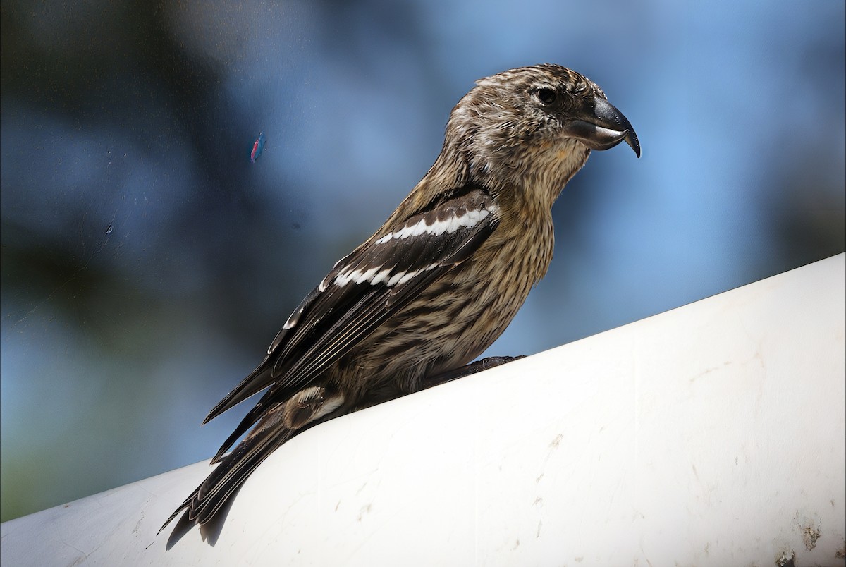 Hispaniolan Crossbill - ML633216361
