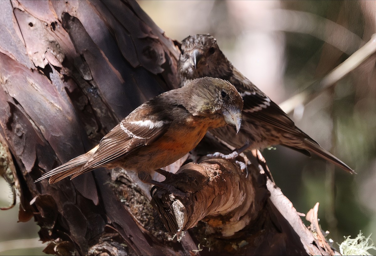 Hispaniolan Crossbill - ML633216362